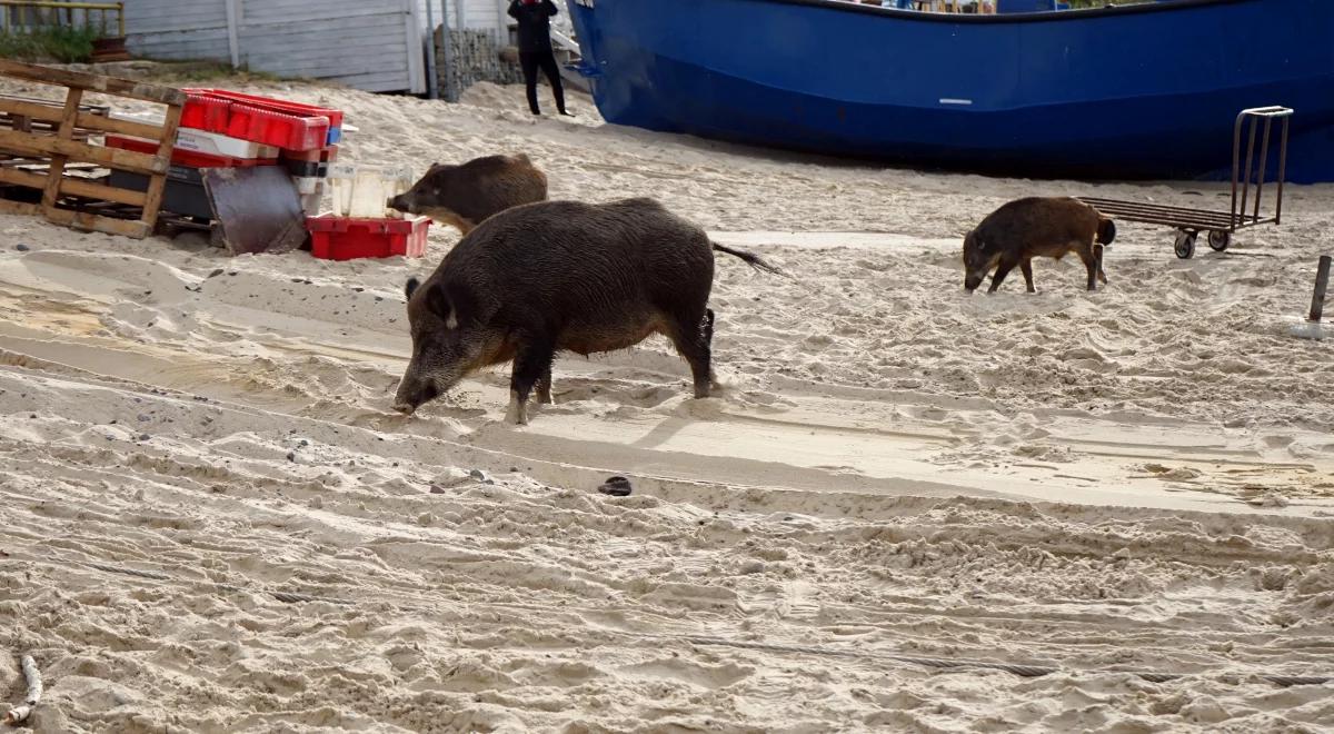 Reportaż z Krynicy "Morze, plaża i... dziki" [POSŁUCHAJ]