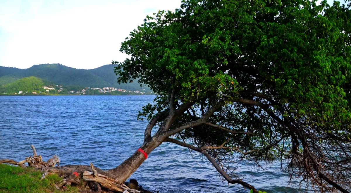 Manchineel – najbardziej trujące drzewo na świecie