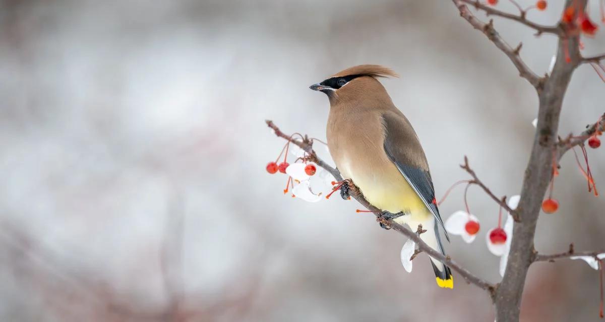 Zimowa wymiana. Do Polski przyleciały ptaki z północy Europy