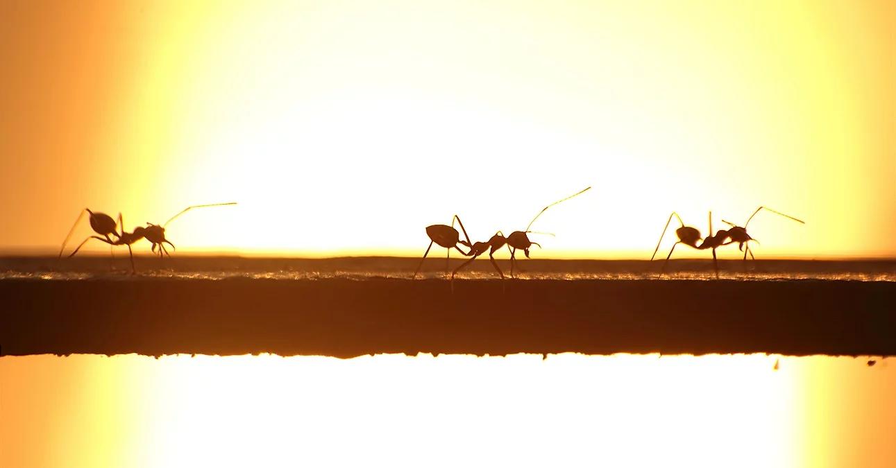 Mrówka mrówce pomoże, o ile się to opłaca. Nowe ustalenia naukowców