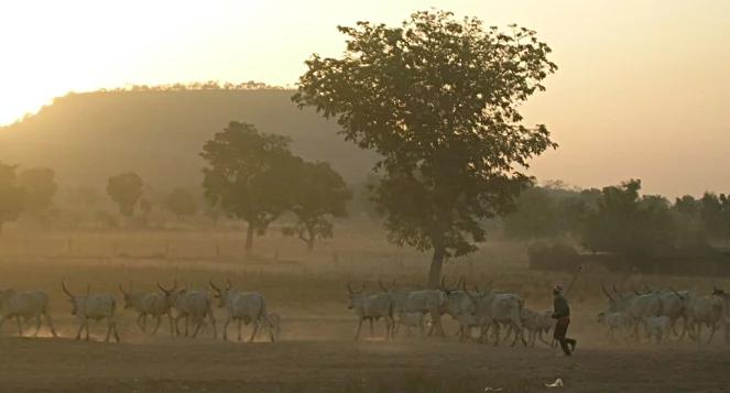 Polski ślad w Kamerunie. Co wiemy o niezwykłej osadzie?
