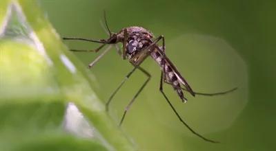 Rola komarów w przyrodzie. Czy możemy spojrzeć na nie łaskawszym okiem? 
