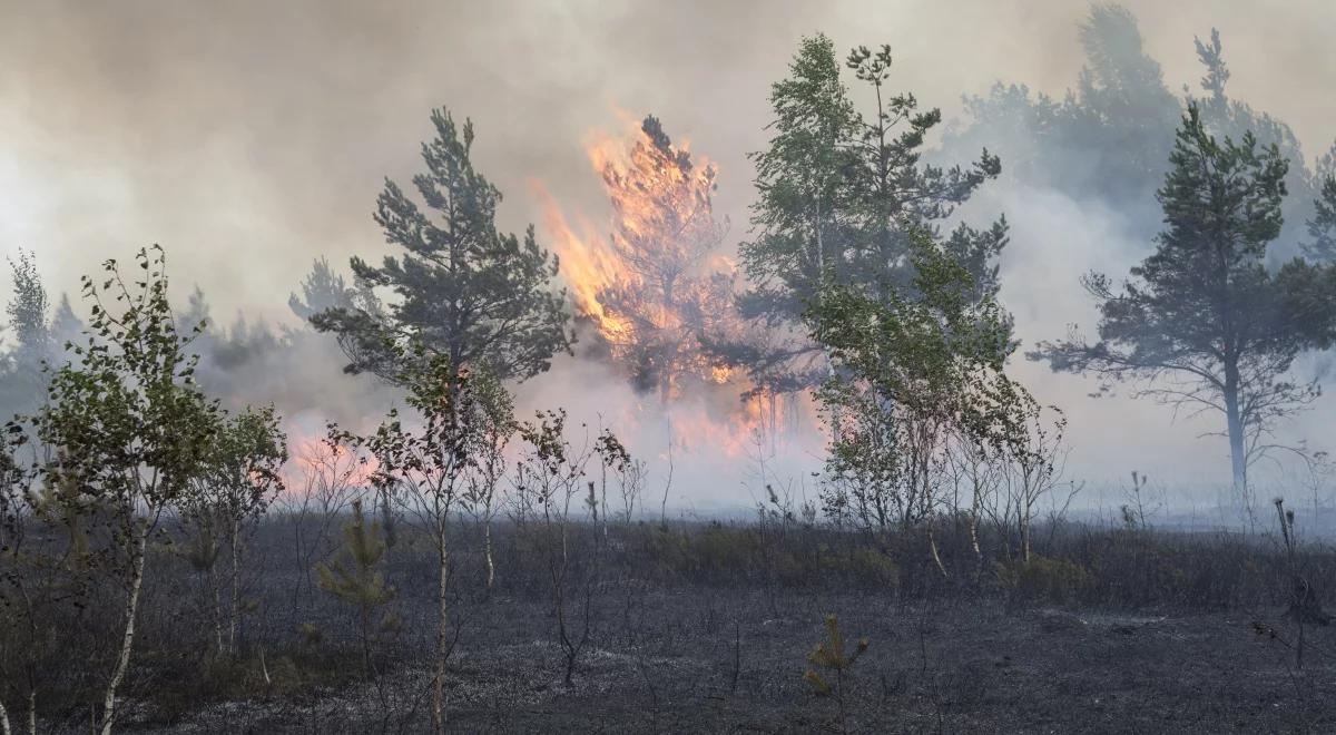 Zmiany funkcji ekologicznych w lasach - przyczyną wycinka drzew i zmiany klimatyczne