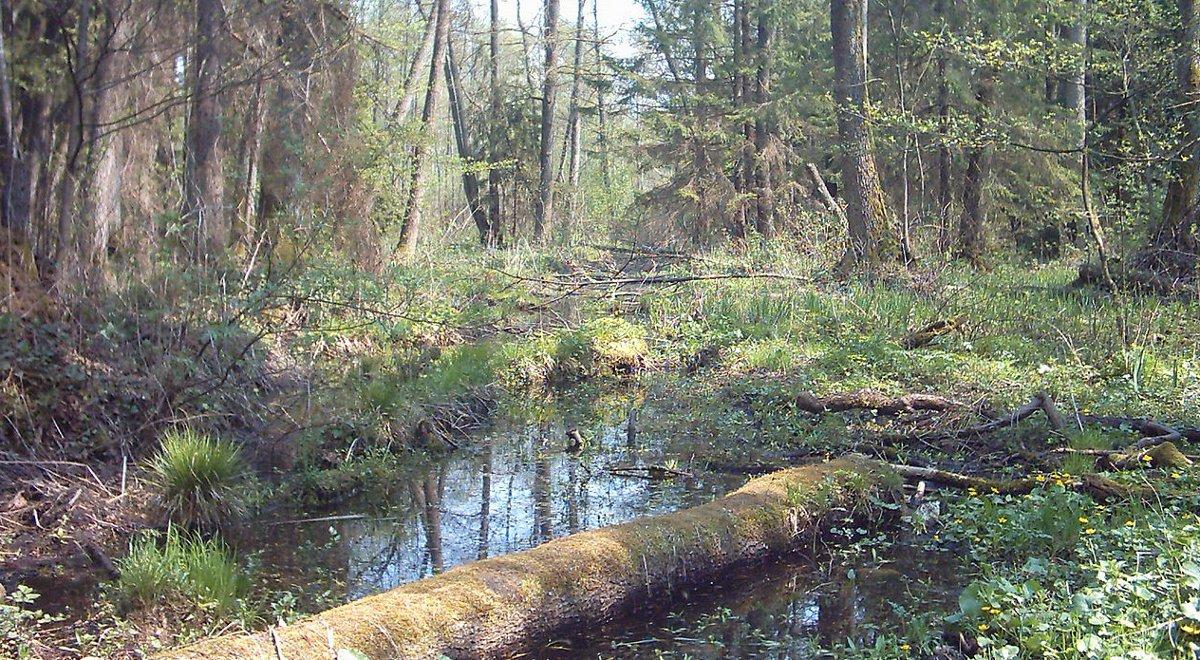 Czy Puszczy Białowieskiej grozi zagłada?