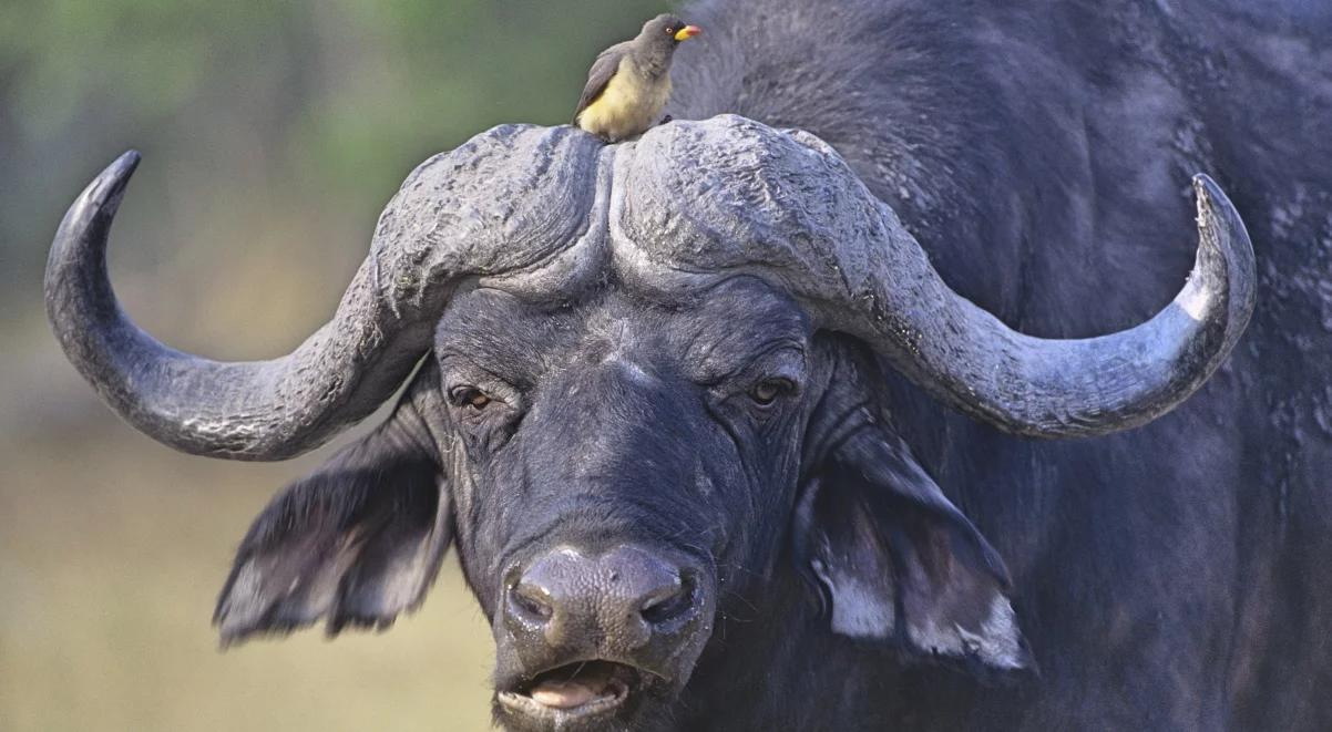 Trudne relacje ptaków i ssaków. Czy żubr może zaprzyjaźnić się z wroną?