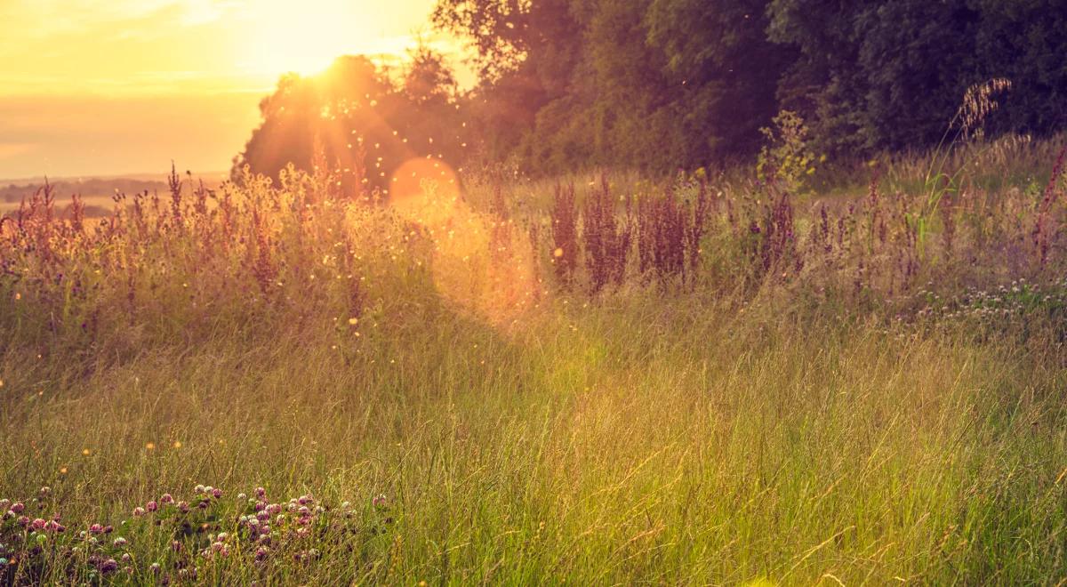 Kronika życia mieszkańców łąki