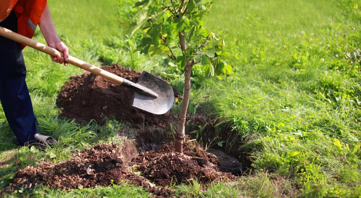 Sadzenie drzew. Nowa forma integracji pracowników