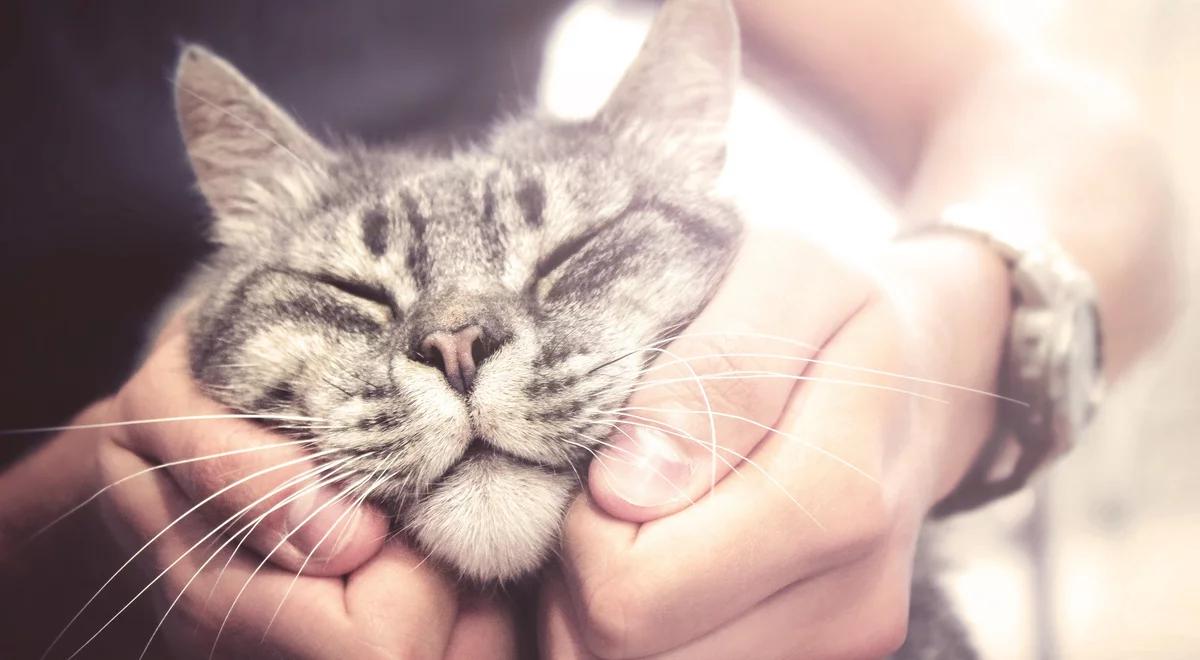 Kot terapeutą? Felinoterapia przynosi efekty u wielu chorych 