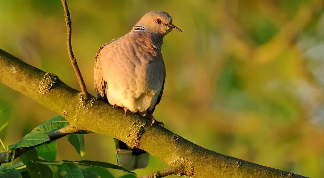 Co się dzieje z ptakami? 