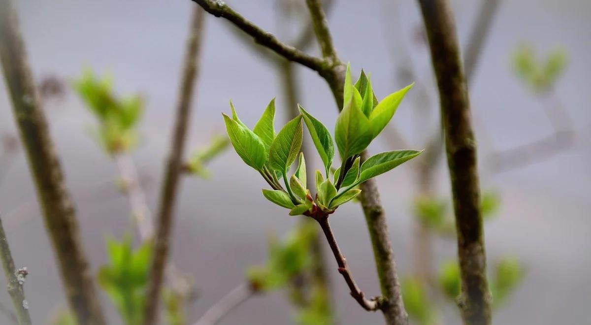 Wiosna w parkach i ogrodach. Czy widać już jej oznaki? 