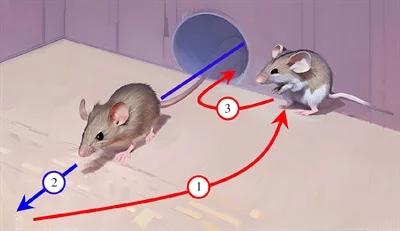 Myszy są kreatywniejsze niż się wydaje? Potrafią celowo oszukać innego osobnika