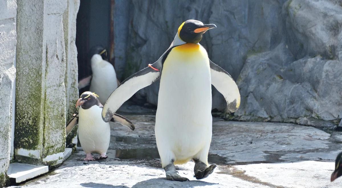 Polski pingwin albinos robi furorę na świecie