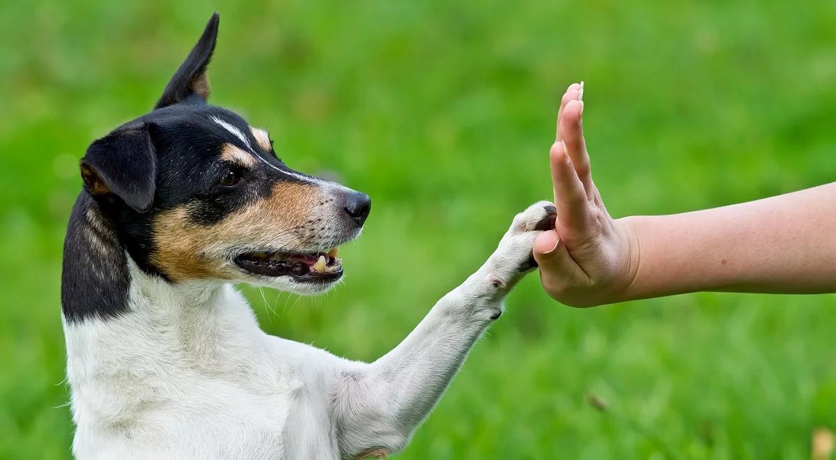 Ciepły głos, miły dotyk i mowa ciała – jak rozmawiać z psem?