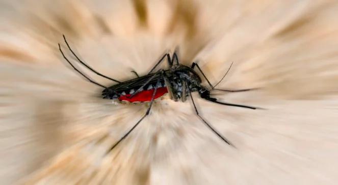 Komar największym zabójcą wśród zwierząt. W Polsce też groźny?