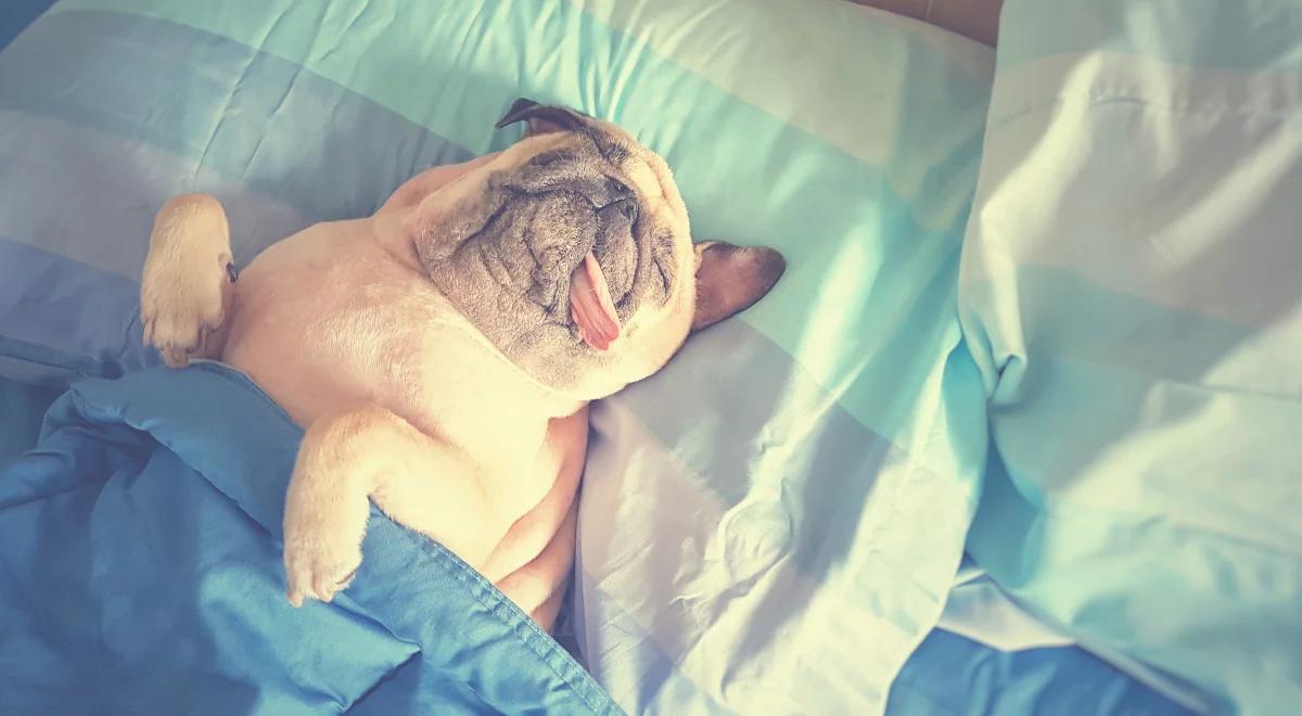 Jak odpoczywają zwierzęta?