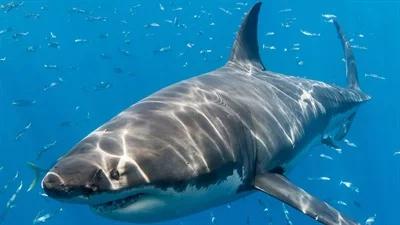 Fala ataków rekinów w USA. Trump wini akumulatory, naukowcy mają wyjaśnienie