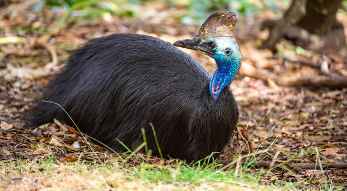 Mały kazuar hełmiasty z warszawskiego ogrodu zoologicznego wciąż nie ma imienia