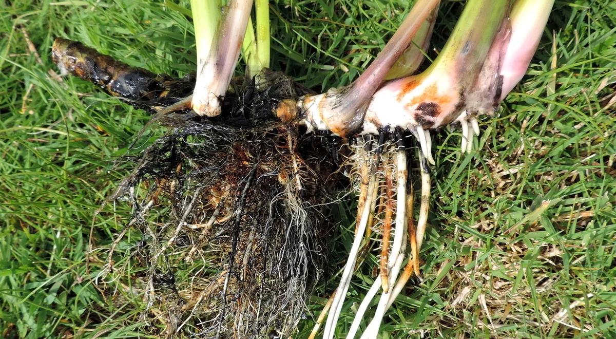 Cukierki z tataraku i inne staropolskie słodycze