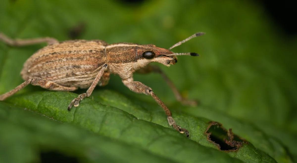 Plaga owadów nad polskim morzem