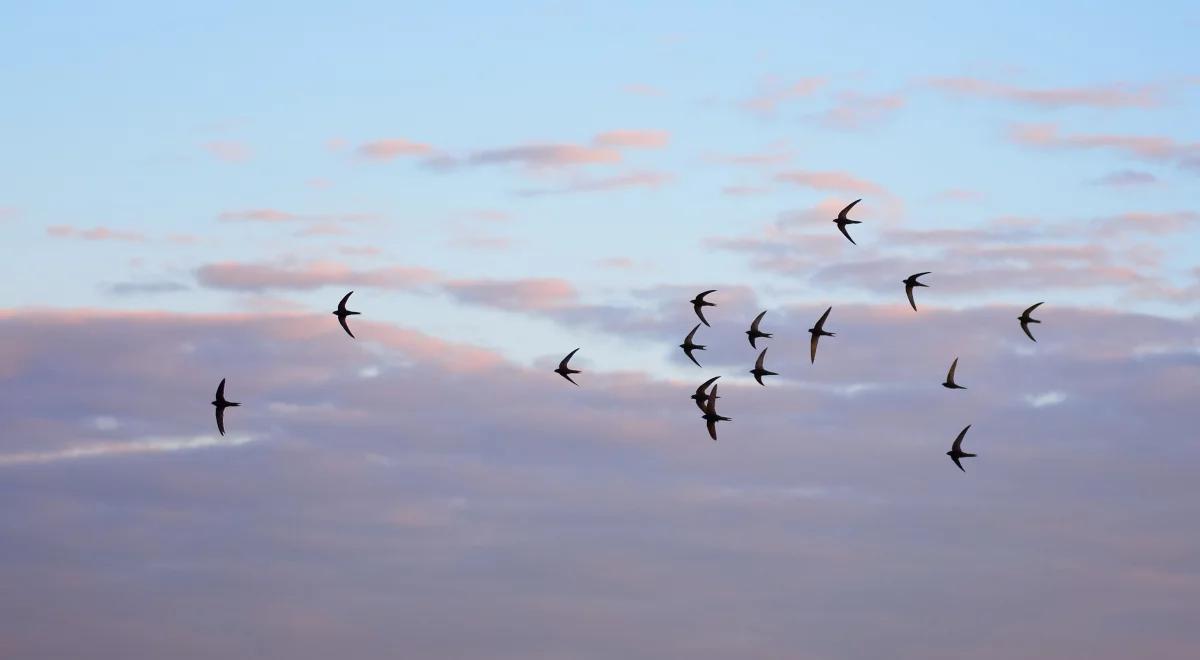 Ptasie pytania i odpowiedzi. Dr Kruszewicz zaspokaja ciekawość Słuchaczy