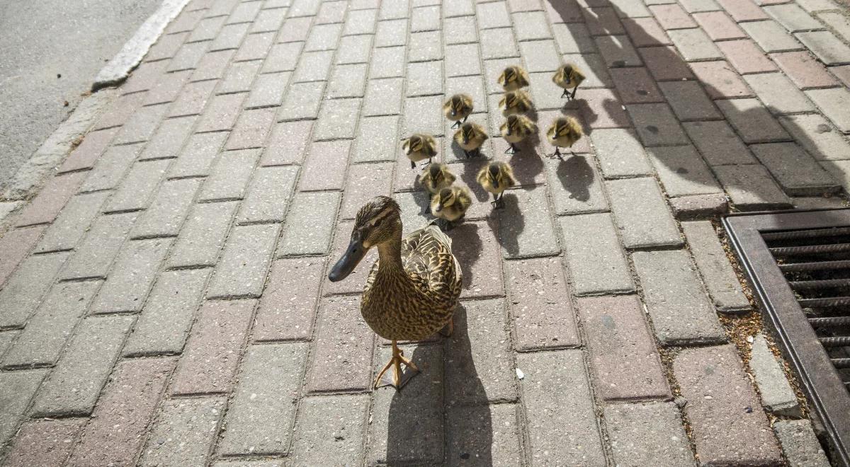 Dziki, nietoperze i Wikingowie, czyli kogo możemy spotkać w stolicy