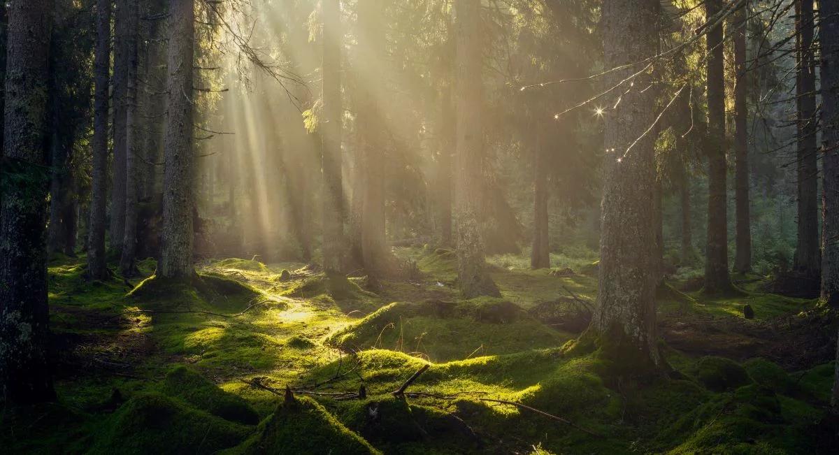"Zwierzęta łowne": troska, egoizm i sekrety w nowym kryminale Anny Mazurek