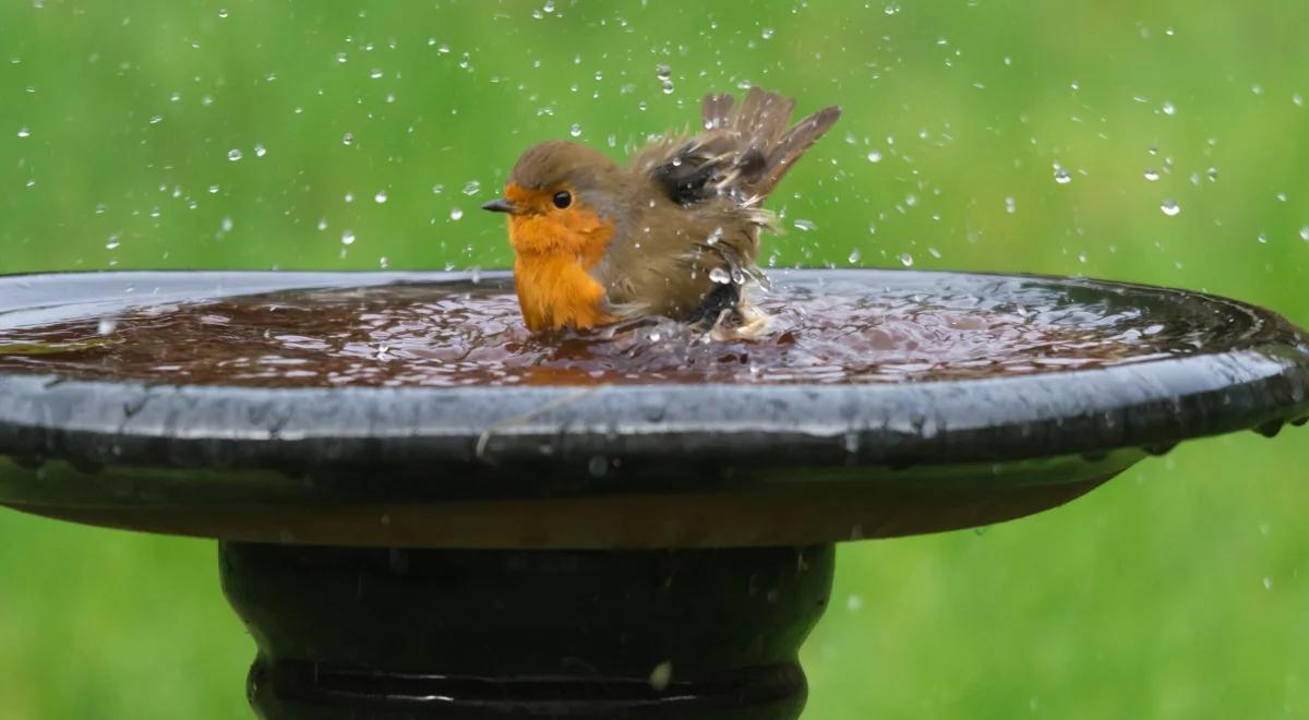 Jak wygląda typowy dzień z życia ptaka?
