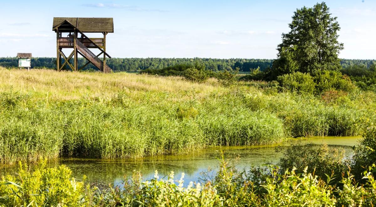 Biebrza – polska Amazonka, wyjątkowe miejsce w naszym kraju i Europie