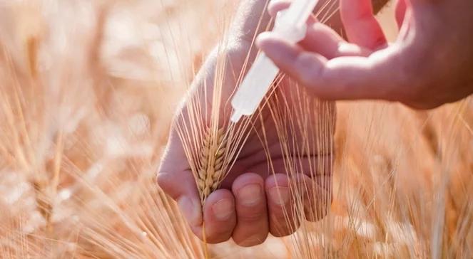  "Nie możemy przewidzieć kosztów wprowadzenia GMO"