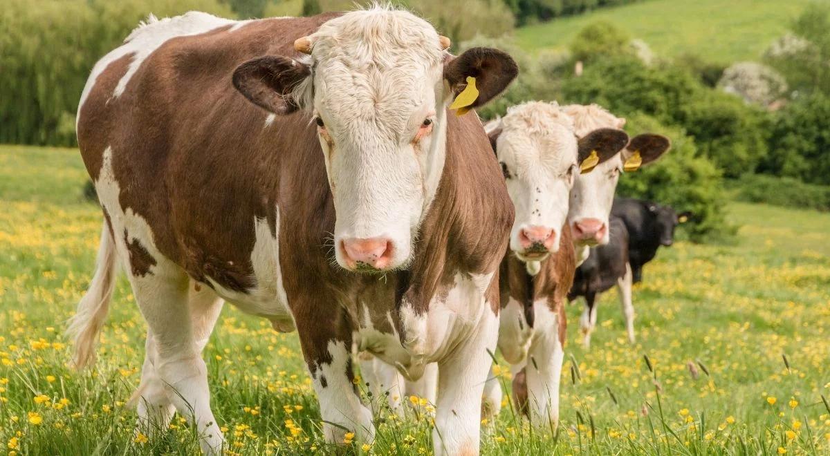 Jak kiedyś dbano o zwierzęta gospodarskie? 