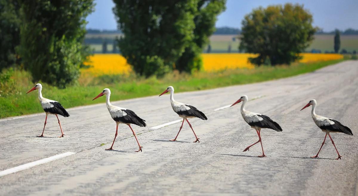 Czy powinniśmy się martwić o polskie ptaki?