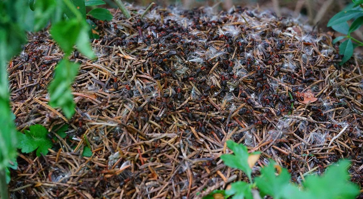 Mrówcza droga na Księżyc 