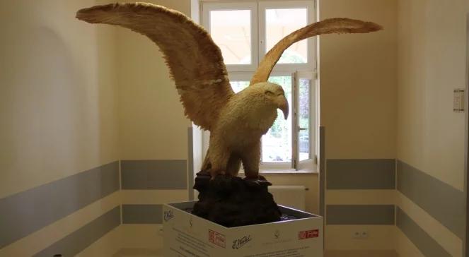 Orzeł wylądował w Szpitalu Świętej Elżbiety!