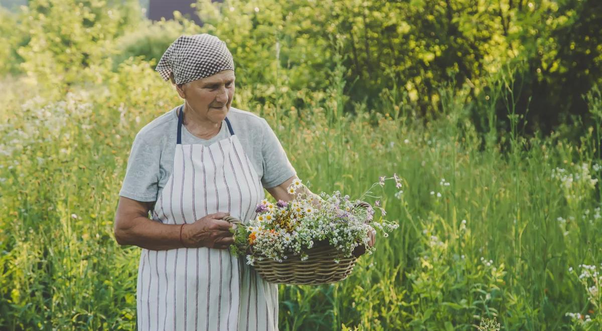 Naturalna apteka na łące, czyli człowieku, lecz się sam ziołami