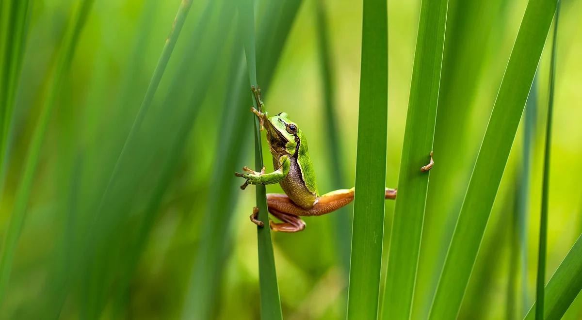 Ocal żabę: trwa akcja w Roztoczańskim Parku Narodowym