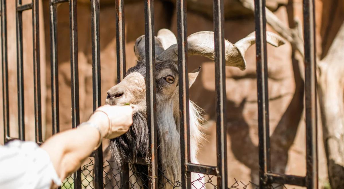 Dlaczego nie wolno dokarmiać zwierząt w zoo?