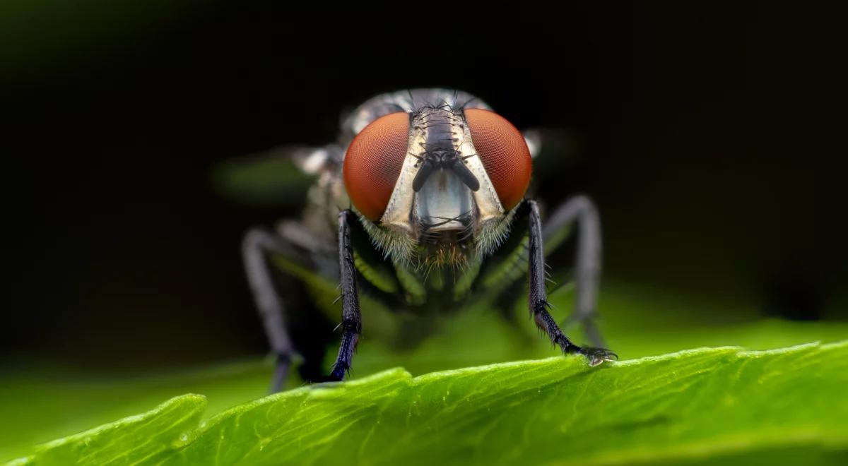 Kiedy mucha pada ze zmęczenia?