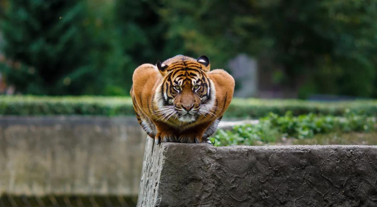 Zoologiczny savoir-vivre 