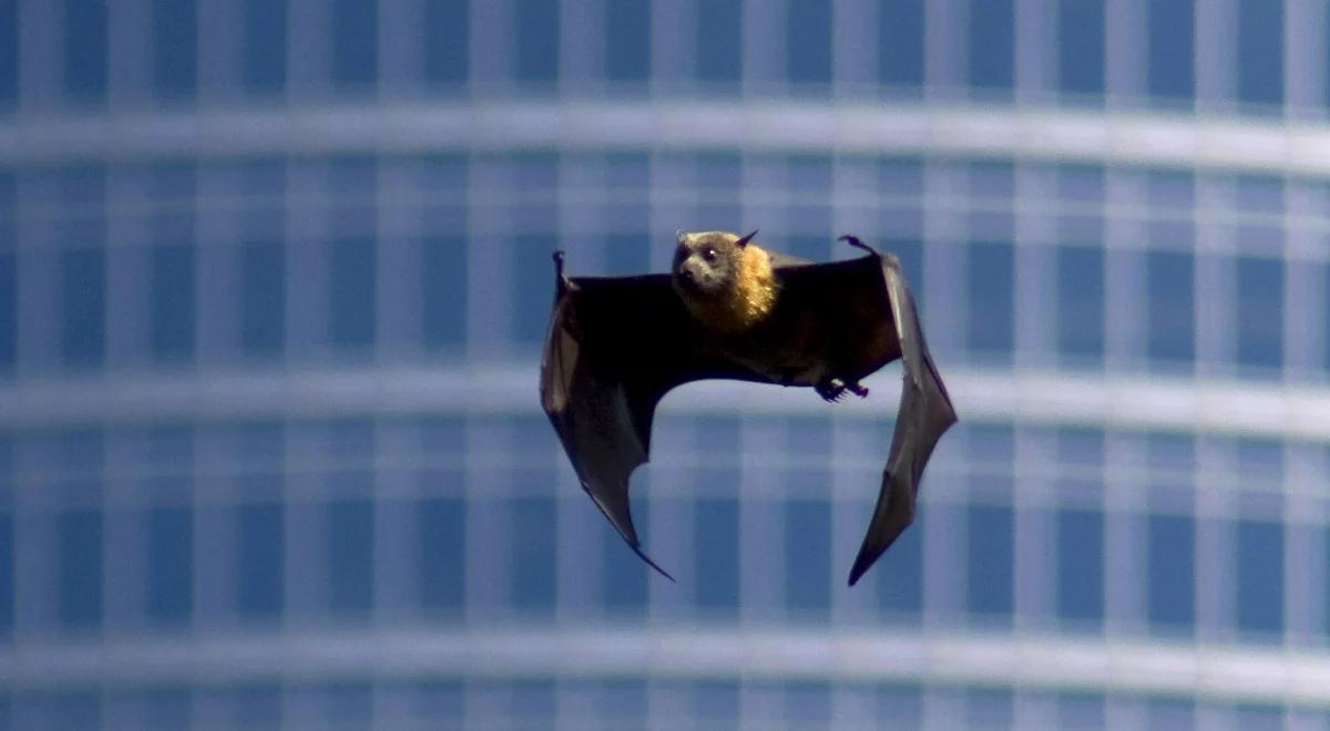 Nietoperze w wielkim mieście. W Lublinie powstają dla nich domki