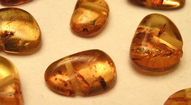 Bursztynnicy z Otwocka. "Życie sprawia niespodzianki"