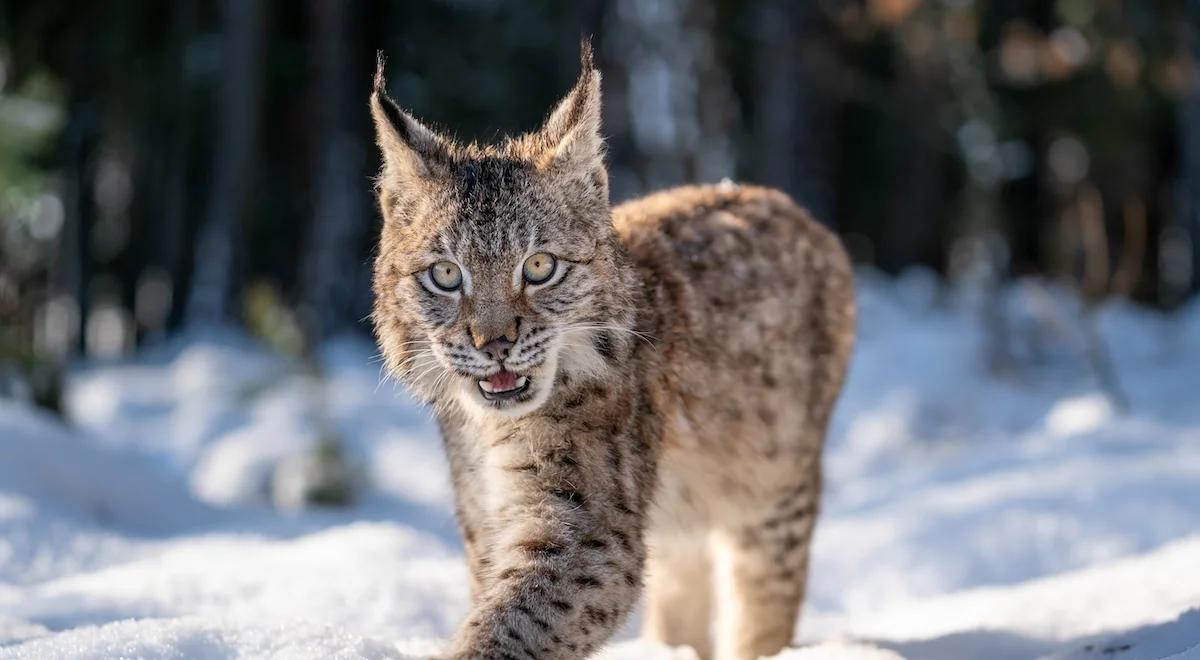 Rysie pod czujnym okiem naukowców. Czy uda się zwiększyć populację tych dzikich kotów? 