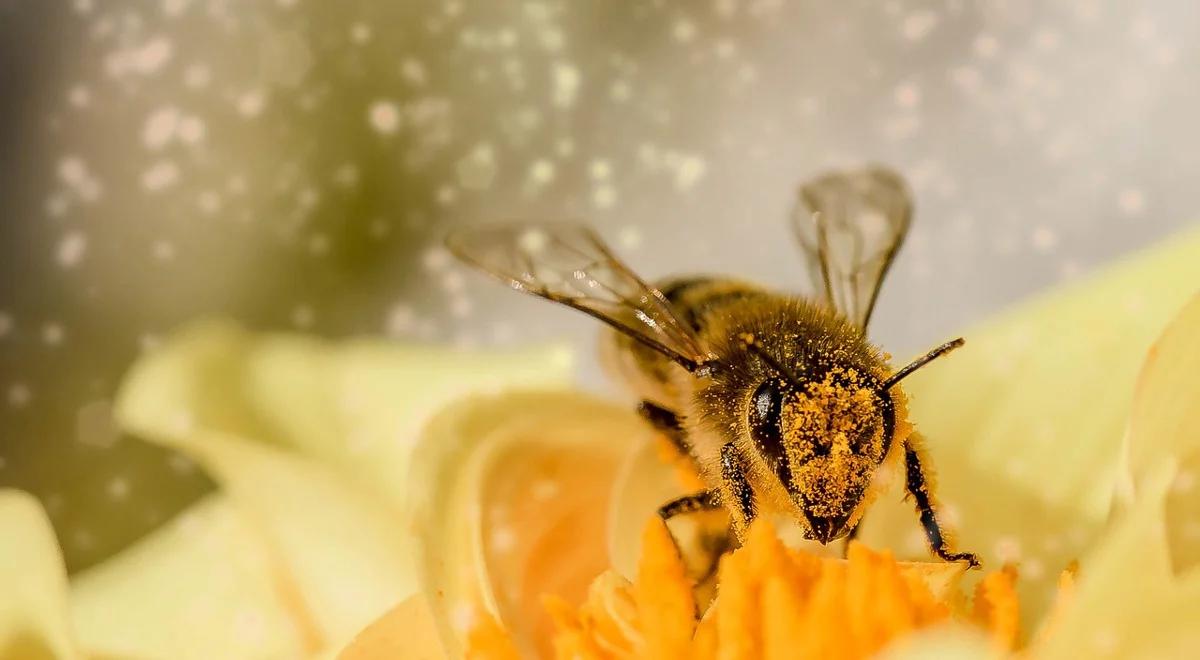 Zaloty i wojna płci wśród roślin
