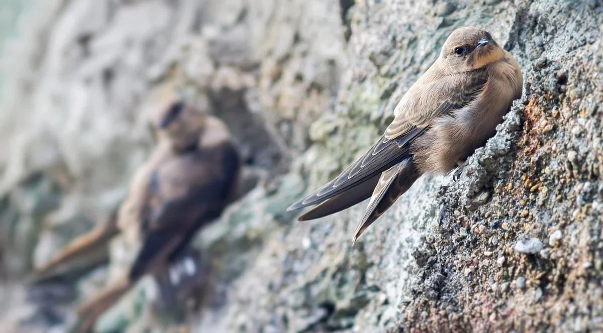 Jak często rodzą się ptaki?