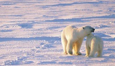 Yeti w Arktyce