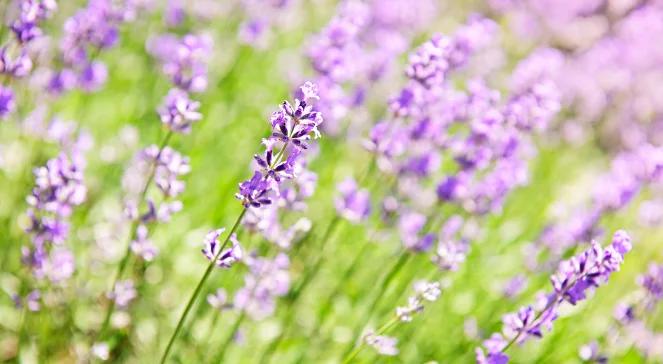 Zioła, które odstraszają komary