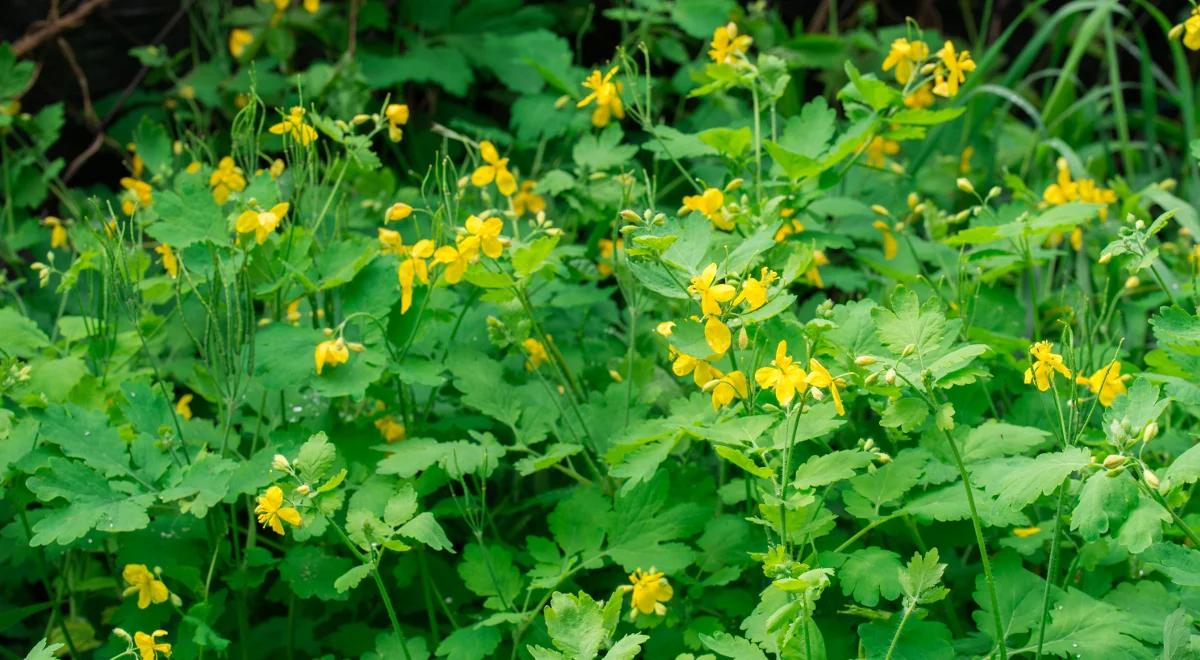 Glistnik ma supermoc!