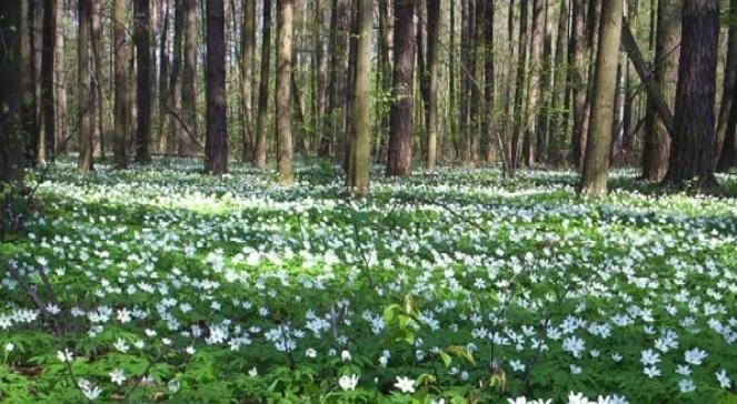 Wiosna Strawińskiego kwitnie w balecie i przed kamerą