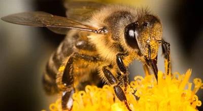 Świat bez pszczół? Wiktor Jędrzejewski: zmiany klimatu wytrącają pszczoły z naturalnego rytmu