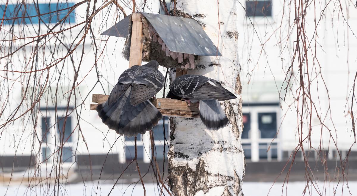 Czy ptaki podkradają sobie jedzenie?