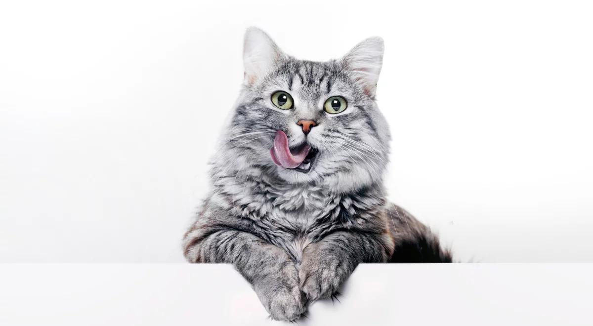 Koci świat. Jakimi instynktami kierują się nasi domowi pupile?